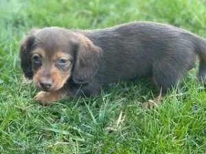 Sissy Mini Dachshund
