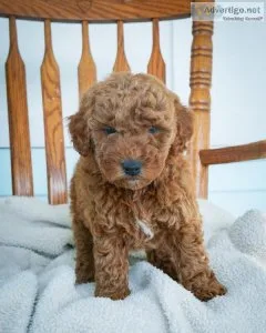 Landon Mini Goldendoodle