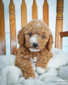 Daffodil Mini Goldendoodle