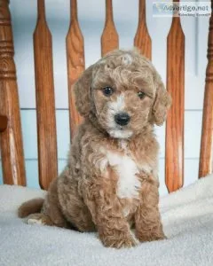 Logan Mini Goldendoodle