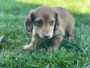 Luke Mini Dachshund