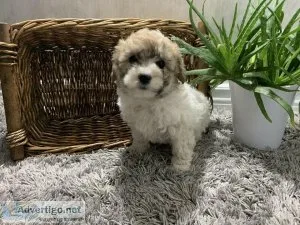 Adorable Male and Female BichonPoodle Pup for Sale 9wks old