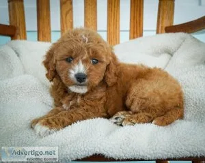 Lonnie Mini Goldendoodle