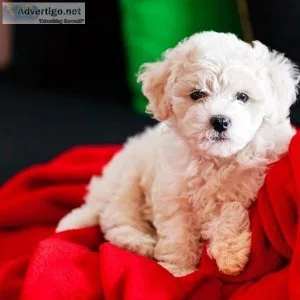 Akc bichon frise puppies for sale