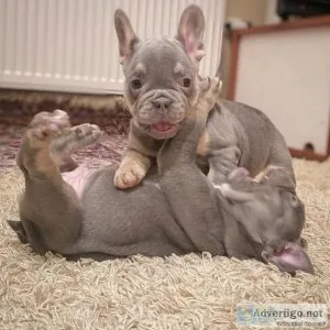 Healthy french bulldog puppies ready now
