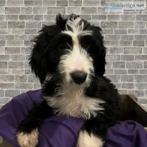 Abby Bernedoodle