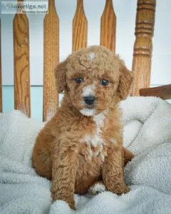 Tulip Mini Goldendoodle