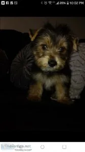 CkC yorkie Male
