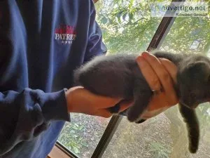 manx kittens