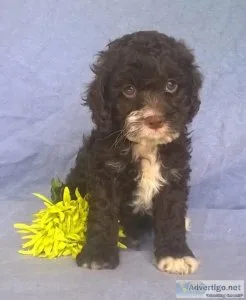 Miniature Golden Labradoodle  Miniature Goldendoodle Puppies