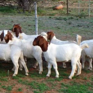 We Offer Full Blood Boer Goat Livestock.