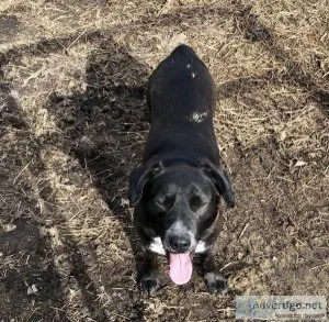 Loving dog looking for forever home