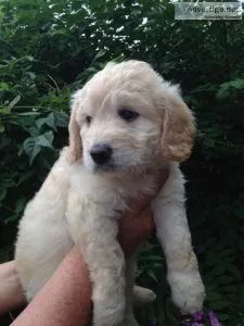 Beautiful F1 English golden doodles