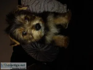 Male yorkie