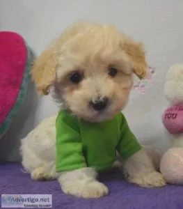 &quotTINY&quot Maltese Poodle Puppies for sale 
