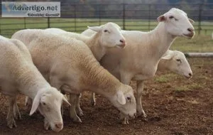 Maternal ewes for Sale