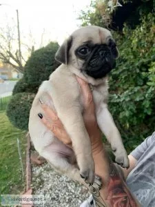 Adorable Fawn Male Pup