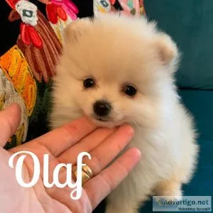 Pompoo male puppies