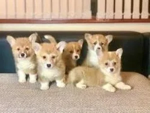 Welsh Corgi (Pembroke)