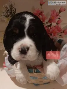 CockerSpringer Spaniel puppies