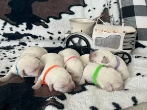 English Labrador puppies