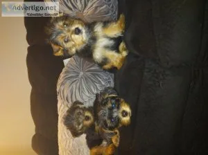 Male yorkie