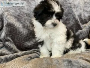 Maltshi puppies