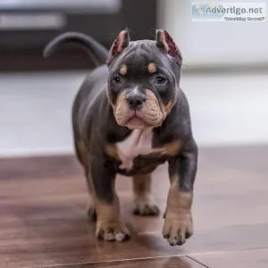 American bully for sale