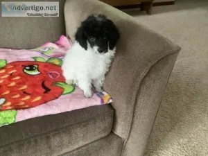 Toy poodle