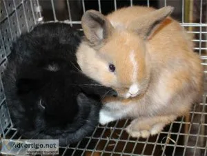 Rabbits and Bunnies