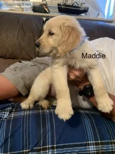 Golden retrievers
