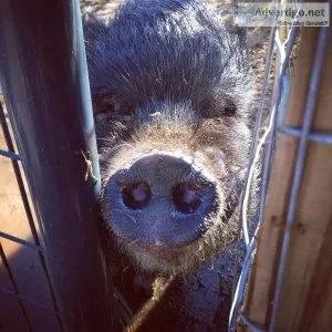 Pot belly pig neutered male