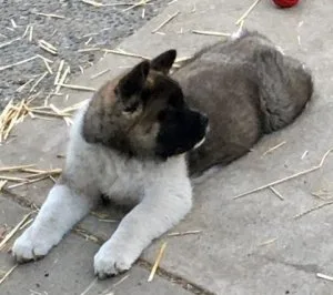Akita AKC male 4 mo 18 Best in show champions in his pedigree