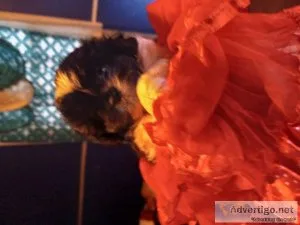 I have two Shih poo puppies