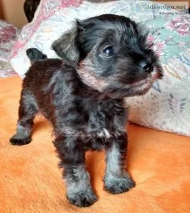 AKC Miniature Schnauzer female puppy