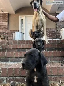 Great Dane Pups for Sale