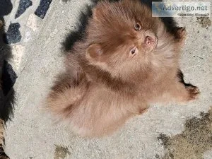 Pomeranian male