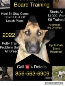 Trainer k9 off leash