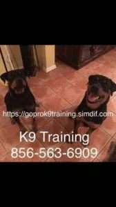Perfect obedience your k9