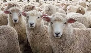 Sheep Breeds in India