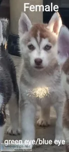 Siberian Husky