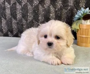 Timmy Shihtzu