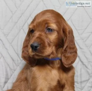 Oliver Irish Setter