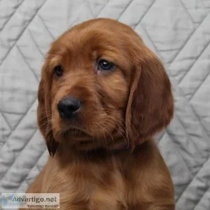 Annie Irish Setter