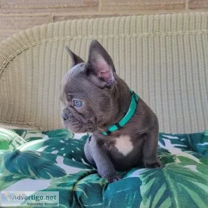 French bulldog