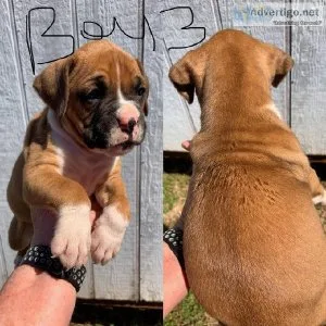 AKC Boxer Babies