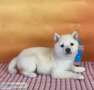 Sassy Shiba Inu
