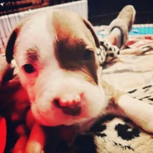 PIT BULL PUPPIES FOR SALE (MALEFEMALE)