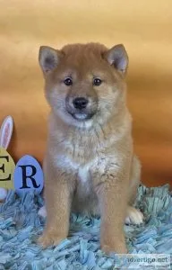 Ted Shiba Inu