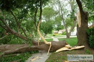 Emergency Tree Services Throughout The GTA